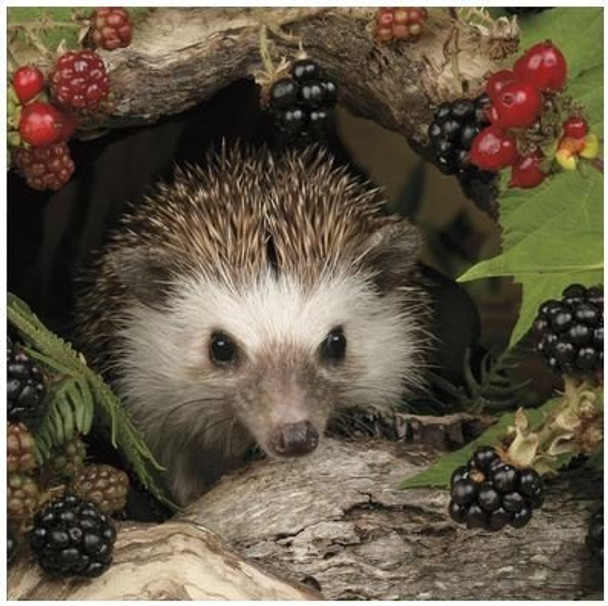 Hedgehog & Berries Blank Inside All Occasion New Uk Greeting Card