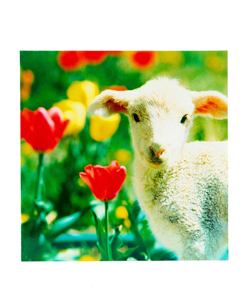 Easter Card Cute Photographic Card Blank Greetings Card Lamb Easter Card