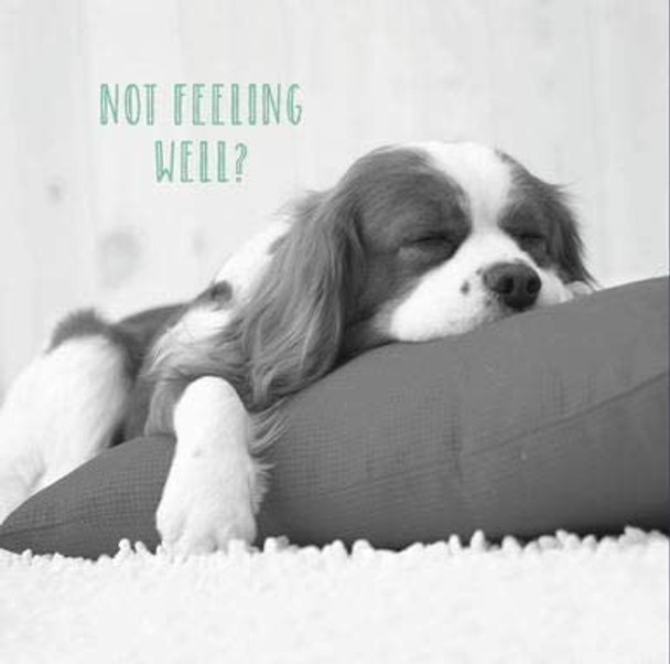 Photographic Get Well Soon Card from The Talk to the Paw Range Sleeping Dog