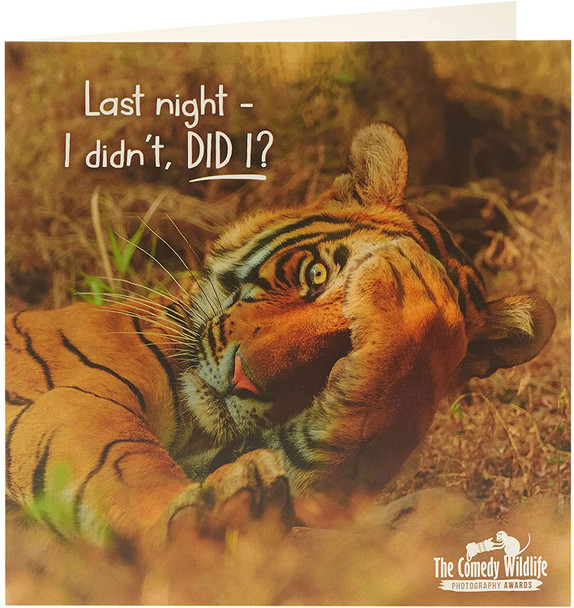 The Comedy Wildlife Embarrassed Tiger Blank Inside Birthday Card