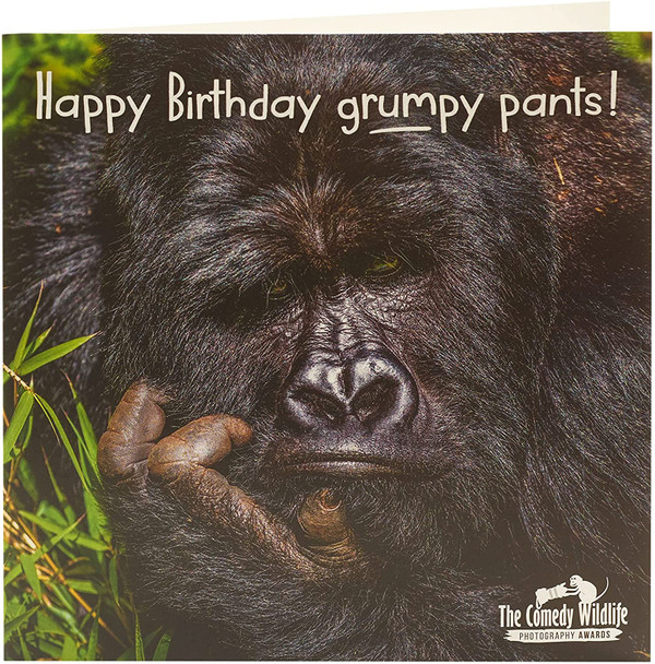 The Comedy Wildlife Grumpy Gorilla Blank Inside Birthday Card
