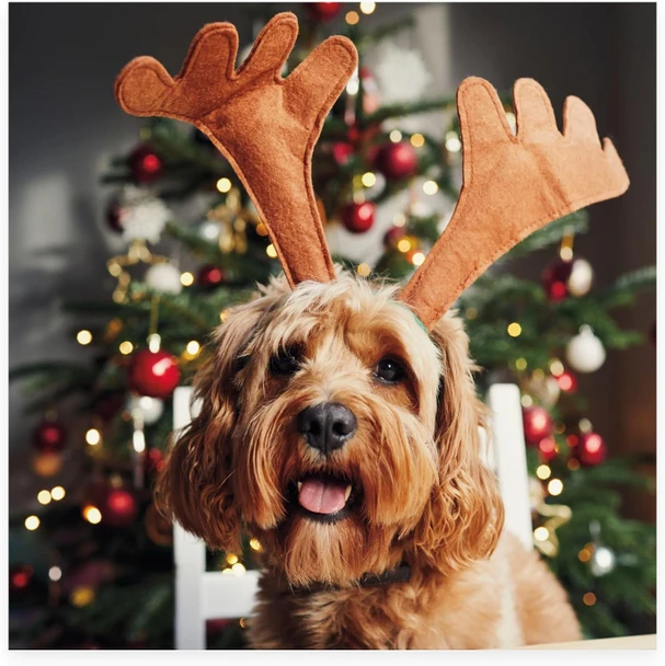 Dog In Antlers Design Christmas Card