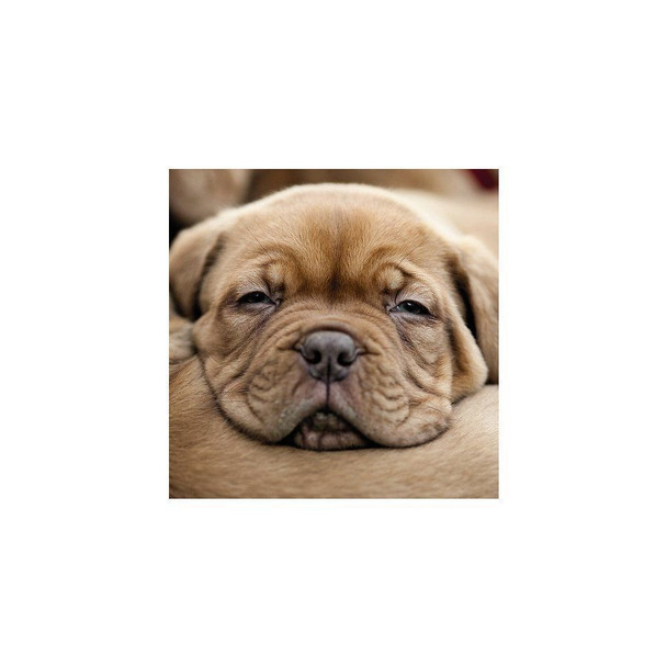 Amazing 3D Effect Holographic Greeting Card Up Close Dogue De Bordeaux