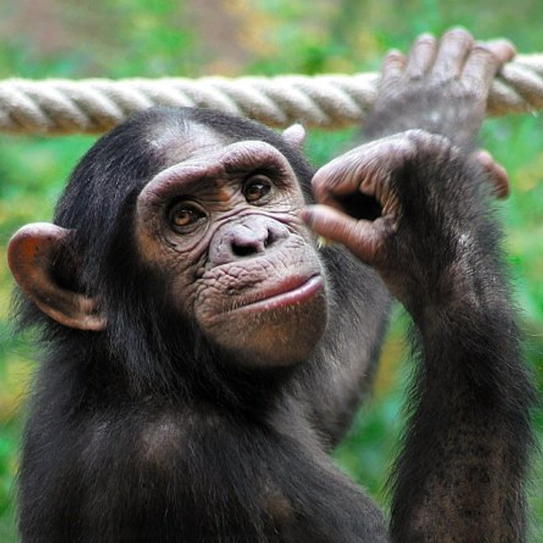 3D Holographic Card Up Close Chimpanzee