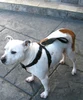 Pet Safety Belt Harness