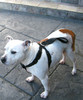 Pet Safety Belt Harness