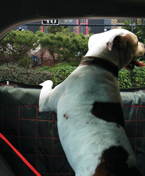 Pet Door Protectors