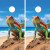 Two cornhole wraps featuring a vibrant iguana with striking red and green colors perched on a rock, set against a tropical beach scene with blue skies and palm trees
