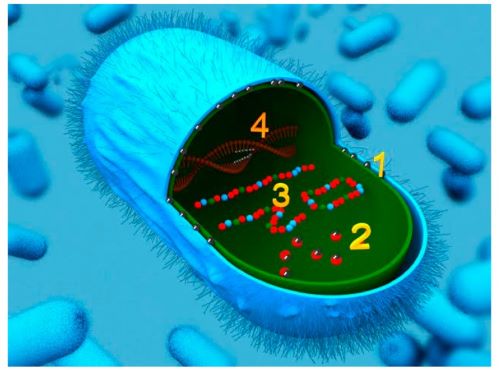 antibiotics-07-00093-g001.jpg