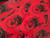 Rick Hinderer Knives Oval Sticker with Horse Head logo - Multiple sticker shown - obverse.  Black and Red.  Model A002000000-OV-BR.
For reference only.