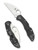 Spyderco Delica 4 folding knife with thumb hole - shown open presentation side and closed pocket clip side.  Satin VG-10 stainless steel, wharncliffe style, plain edge blade.  Black FRN handle.  Model C11FPWCBK.