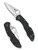 Spyderco Delica 4 folding knife with thumb hole - shown open presentation side and closed pocket clip side.  Satin VG-10 stainless steel serrated edge blade.  Black FRN handle.  Model C11SBK.
