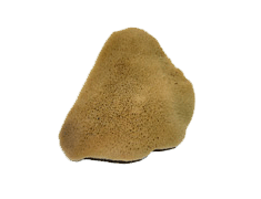 Elephant Ear Sponge #10 (5-6")