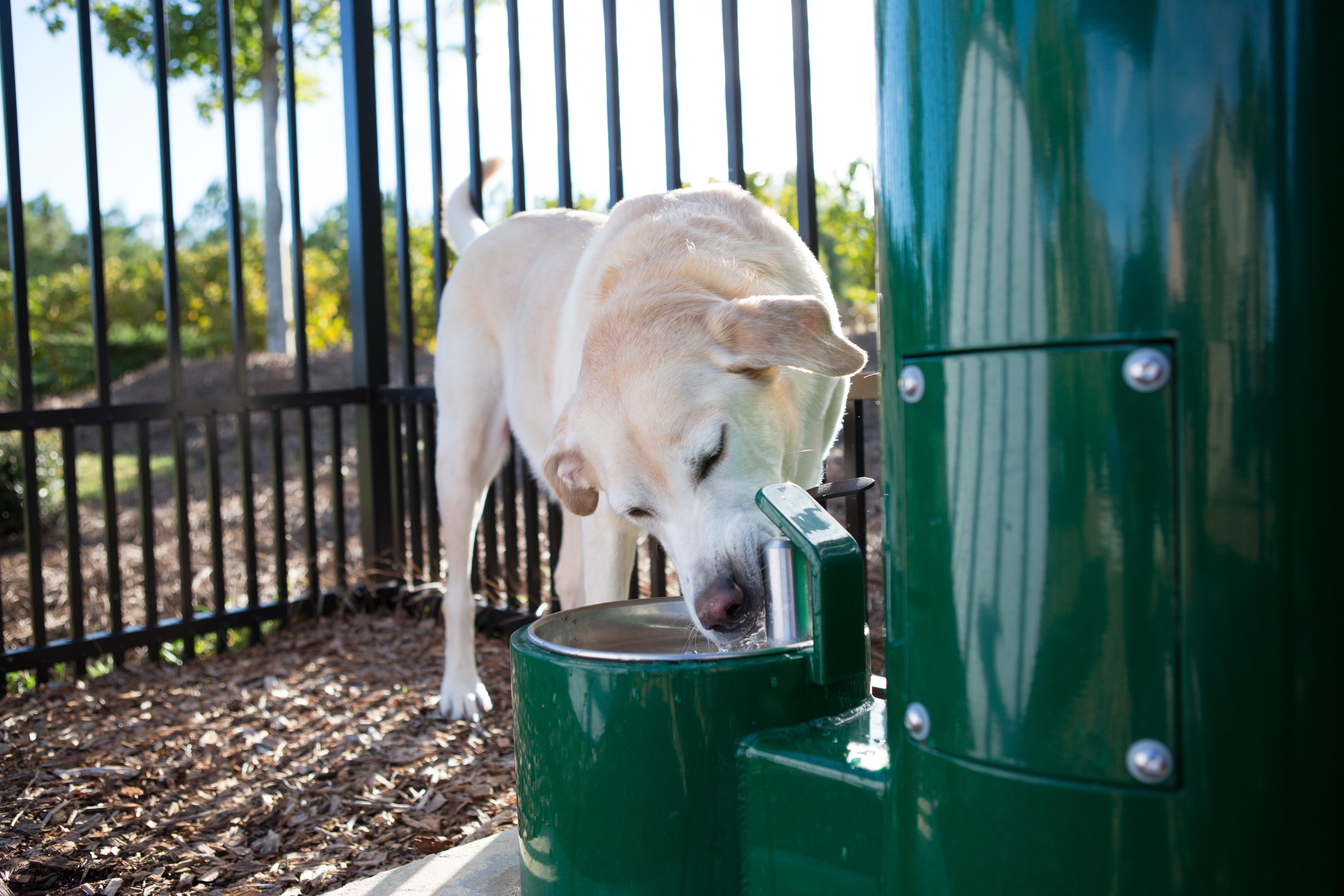 Pet Friendly Drinking Fountains for Dog Parks