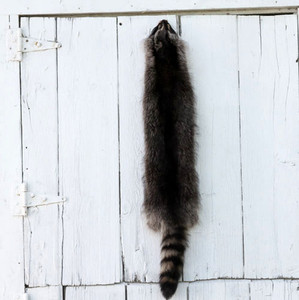 Raccoon - Professionally Tanned Pelt