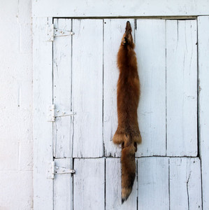 Red Fox - Wild - Professionally Tanned Pelt