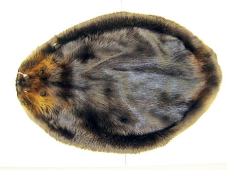 Beaver - Professionally Tanned Pelt