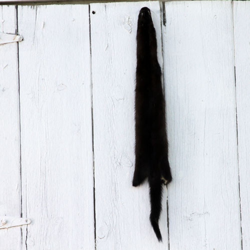 Mink - Wild - Professionally Tanned Fur