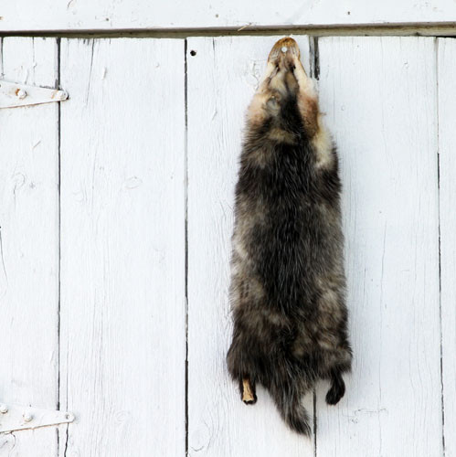 Opossum - Professionally Tanned Pelt