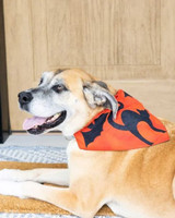 go! glamour reversible pet collar covers pattern
