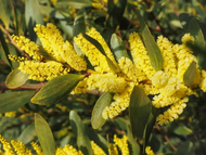 Celebrating Wattle Season Through Quilting