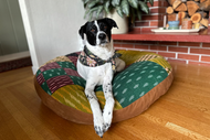 From Paws to Stitches: Celebrating Your Best Friend