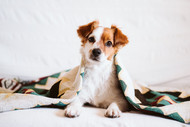 5 Things You Can Sew for Your Dog at Home 