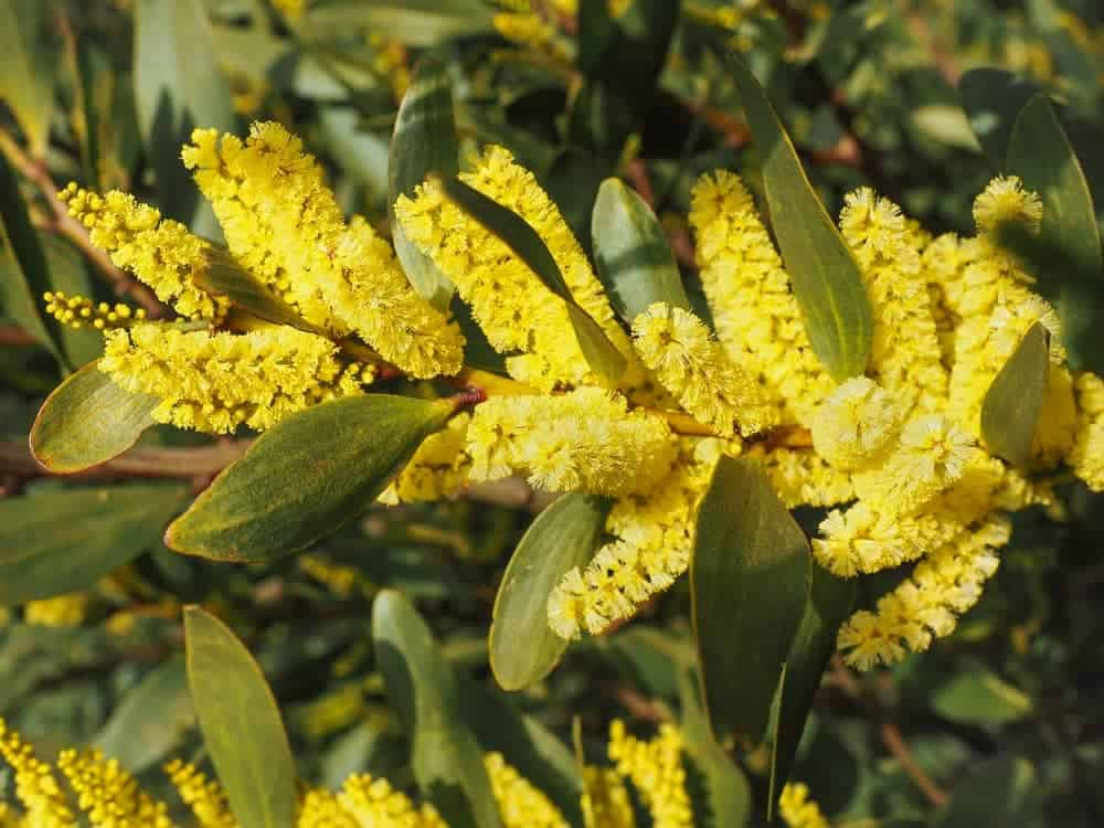 Celebrating Wattle Season Through Quilting