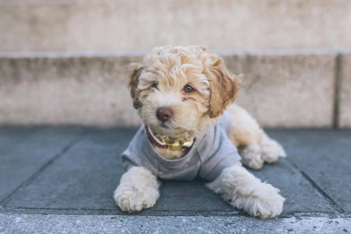 DIY Dog Coats & Pet Accessories for Winter: Keep Your Furry Friends Warm with SINGER®