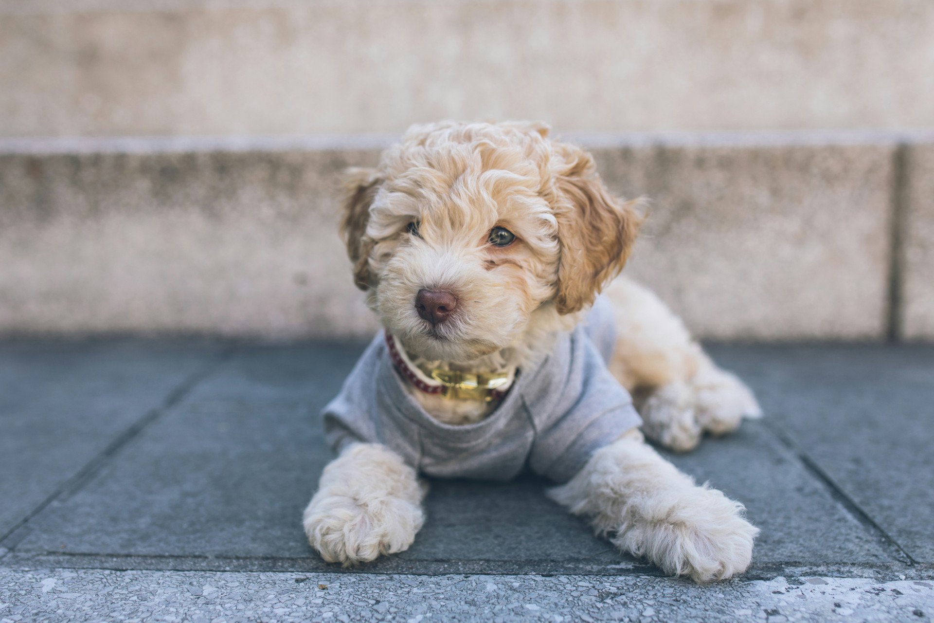 DIY Dog Coats & Pet Accessories for Winter: Keep Your Furry Friends Warm with SINGER® DIY Dog Coats & Pet Accessories for Winter: Keep Your Furry Friends Warm with SINGER®