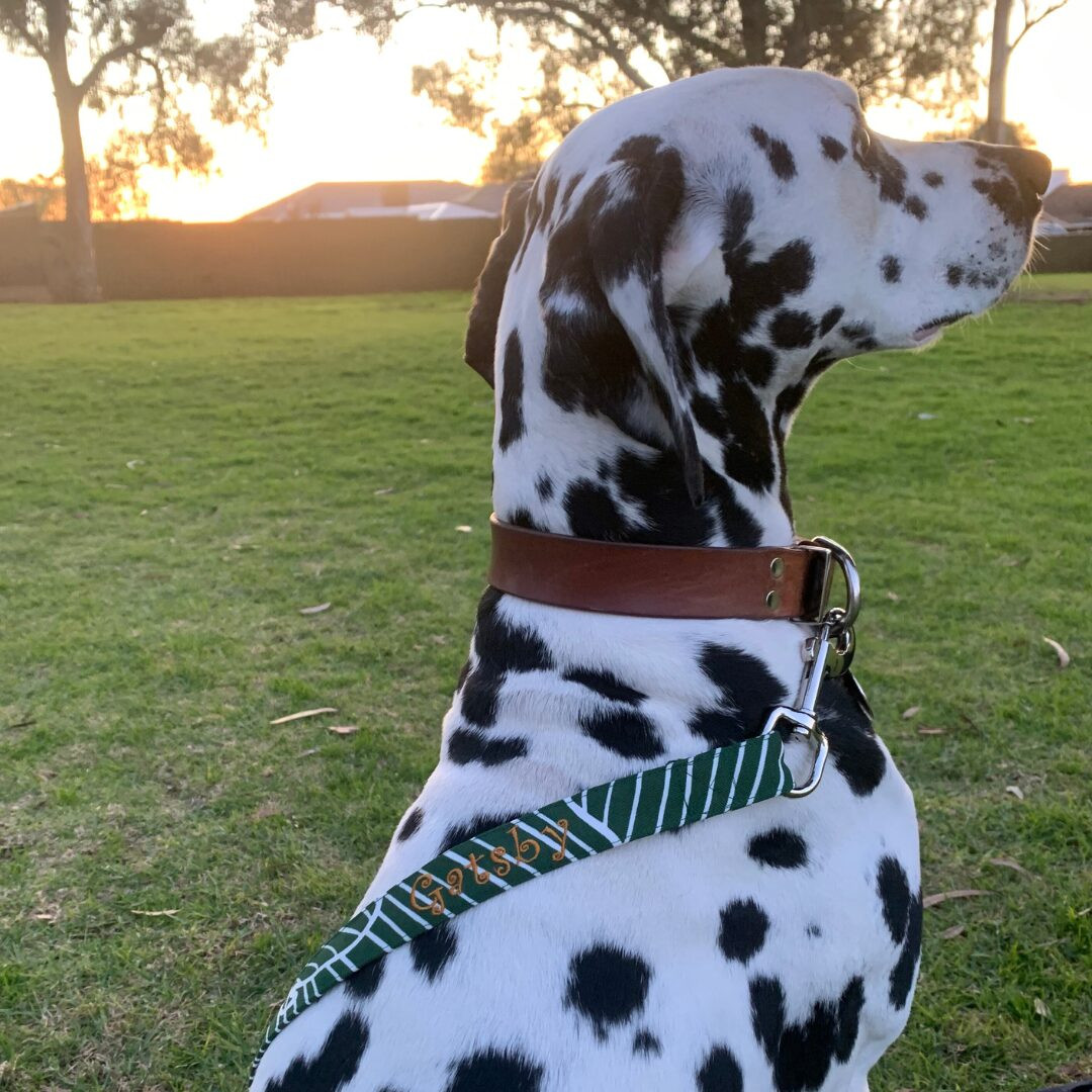 Sew Your Own Dog Lead