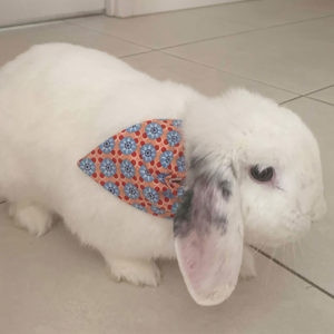 Pet Bandana
