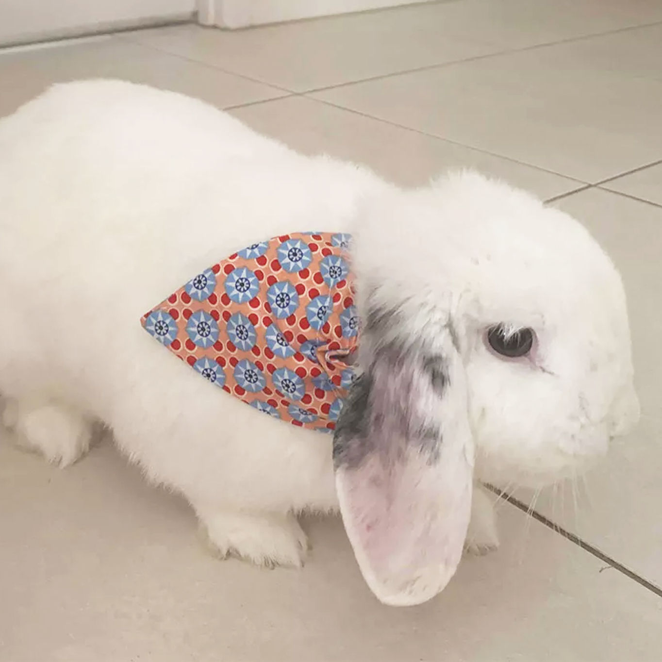 Pet Bandana