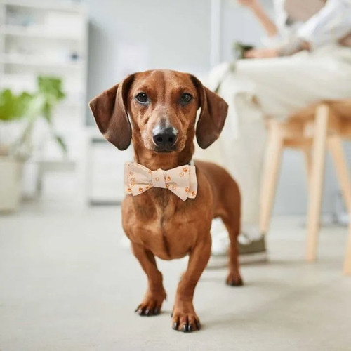 GO! Bow Tie Pet Collar Pattern by Chris Marchini of Rose City Originals