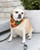 go! glamour reversible pet collar covers pattern