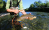 7 Reasons to Try Fly Fishing