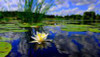 ​Pretty as a Pickerel