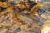 The Allure of Trout