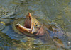 Some Basics About Trout
