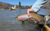 The Rainbow Warrior: One of the Best BWO Patterns