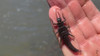 The Stonefly: A Fly Fishing Essential