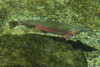 Go Sub Surface For Fishing Success