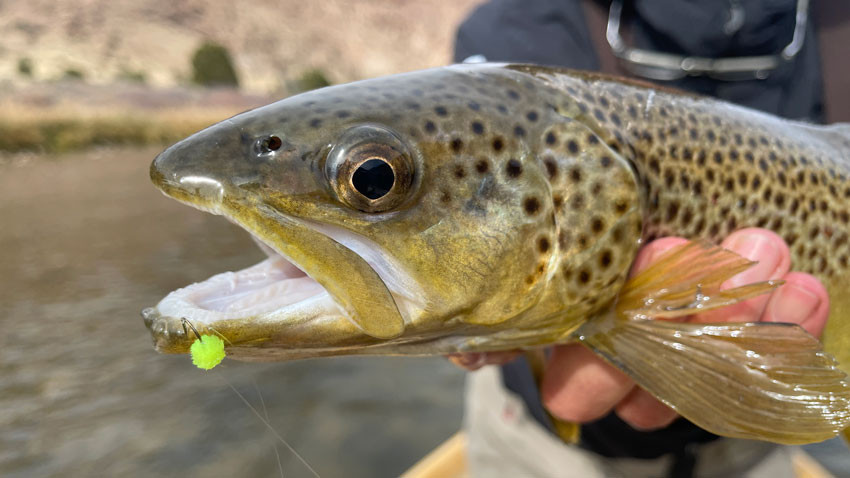 Fly Fishing Egg Patterns: A Guide's Take - RiverBum.com