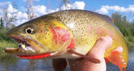 ​Fly Fishing Tips and Tricks: Water Requirements