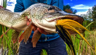 What Makes A Predator Fly A Predator Fly?
