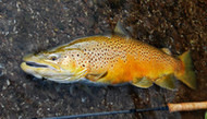 ​Big, Bad, German Brown