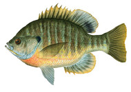 Panfish On The Fly