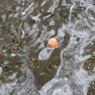 Bobber Down!