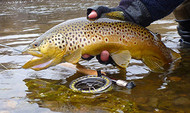 10 Go-To Flies For Trout