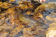 The Allure of Trout